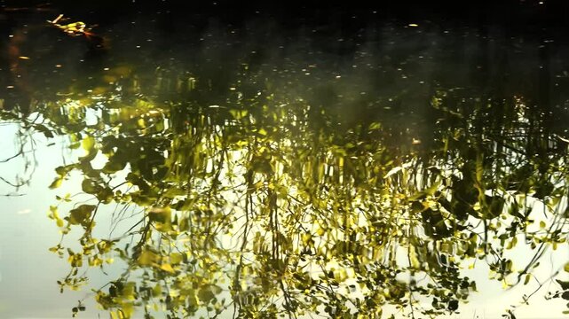Fluss von Wasser in einer Naturlandschaft mit Fokus auf die Reflexionen und Spiegelungen, von einem Boot mit Zeitlupe aufgenommen