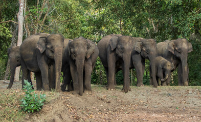 ASIAN ELEPHANT HERD 