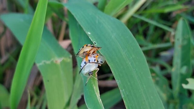 two ladybugs are playing on green leaves at close range