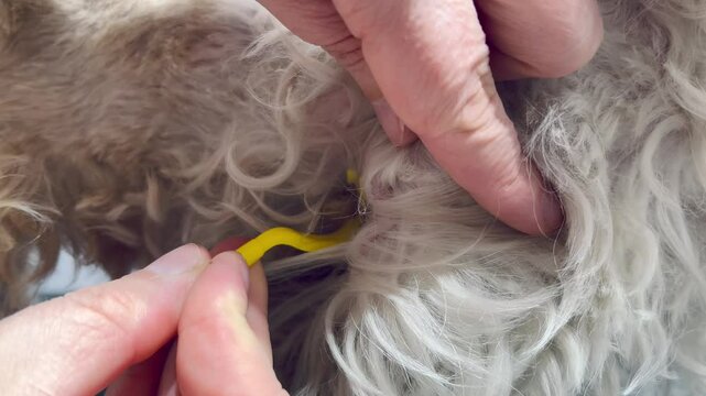 the process of removing a tick from a dog's body at a veterinarian's appointment, a parasite