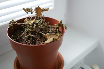 Dried plant in a pot on a windowsill. Houseplant care concept. Dried geranium flower