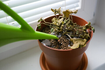 Dried plant in a pot on a windowsill. Houseplant care concept. Watering from a watering can of a dried geranium flower