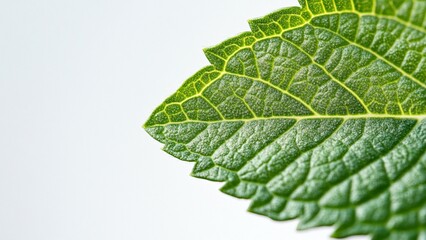 Fototapeta premium close up of green leaf