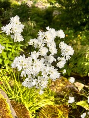 Decorative onion, profusely blooming  with white flowers. allium zebdanense. Nature background