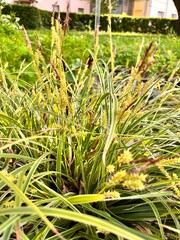 Carex morrowii Bott,variegata hort.A bright herbaceous variegated plant with narrow yellow leaves for landscaping pond shores, rock gardens and rockeries.nature background