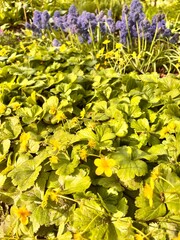 Blooming yellow Waldsteinia ternata and purple Muscari armeniacum Blue Spike in the spring garden.plants for rock gardens and rockeries. Floral background 