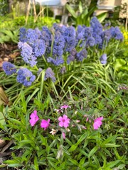 Pink blooming Phlox procumbens and purple Muscari armeniacum Blue Spike in spring garden. Floral background