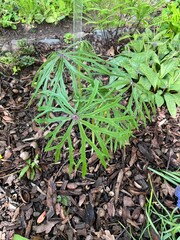 Syneilesis aconitifolia .an unusual shade - loving plant with Umbrella-shaped leaves .Flower background