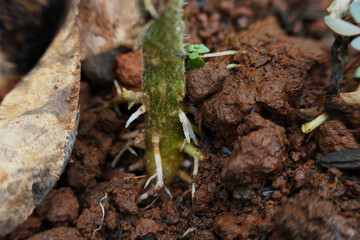 close up photo of tomato plant roots