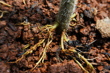close up photo of tomato plant roots