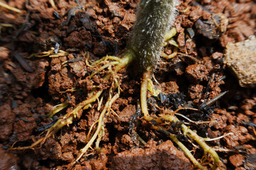 close up photo of tomato plant roots