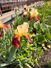 Fototapeta premium iris, yellow-burgundy iris, blooming iris, flowers in a flowerbed, irises in landscape design, bearded irises