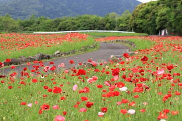 公園に咲くポピー