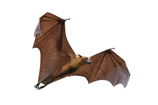 Bat flying isolated on transparent background. "Lyle's flying fox"