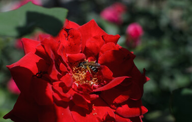 insect on the stamens of a red rose flower in the sunlight