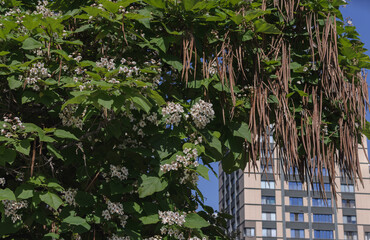 catalpa tree with flowers on branches and seed pods on the background of an apartment building and blue sky