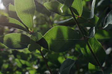 green leaves in soft blurred sunlight