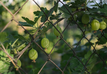 green gooseberry berries on a branch in the sunlight against the background of a rusty fence net