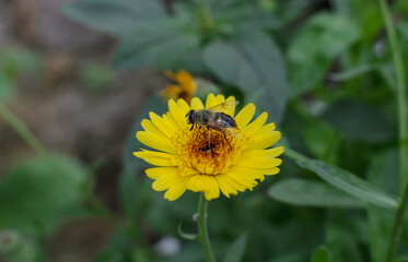 a bee on a yellow calendula flower in the garden
