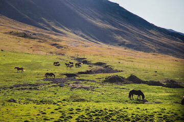 Black horses grazing on green and yellow slopes in Iceland.