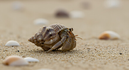 Hermit crab with shell on sandy beach in natural habitat close up view