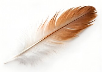 Fototapeta premium Brown and white feather isolated on white background