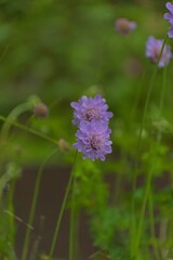 Delicate lavender blooms emerge from a soft green backdrop, showcasing nature's gentle beauty with subtle textures and a serene focus.