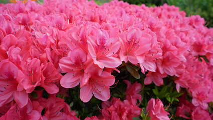 Obraz premium Beautiful and abundant display of pink azalea blossoms in a lush garden setting