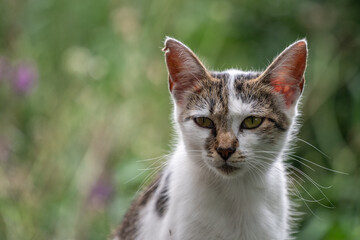 Mostly white tabby cat with notch in one ear on a blurred green backbround
