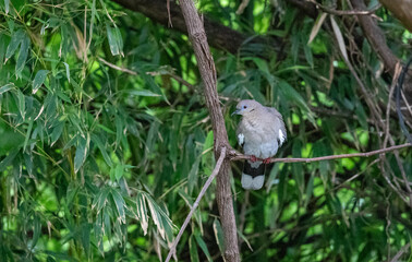 Mourning dove perched on limb surrounded by greenery