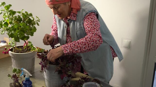 Grandmother transplants geranium and tradescantia flower pot. Spray with water. Elderly woman carrying flower. Grandma home flowers. Floriculture hobby. Green leaves.