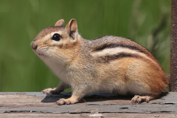 Chipmunk stealing seeds from bird feeder base