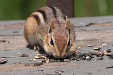 Chipmunk stealing seeds from bird feeder base