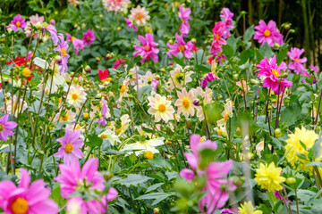 Naklejka premium カラフルなダリアの花畑風景