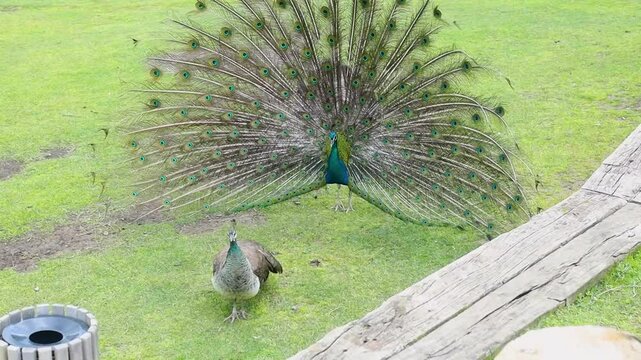 Peacock displays beautiful feathers while peahen observes in a lush green park setting