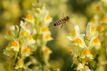 Spring meadow with bee flying between yellow blooming flowers (Linaria vulgaris).