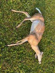 ga whitetail deer doe victim of car hitting!