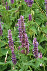 Blue giant hyssop flower spikes