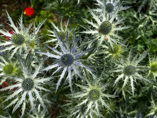 Close up of Eryngium hirsutum, or sea holly, a species of flowering plant genus Eryngium, the...