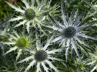 Close up of Eryngium hirsutum, or sea holly, a species of flowering plant genus Eryngium, the...