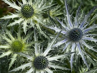 Close up of Eryngium hirsutum, or sea holly, a species of flowering plant genus Eryngium, the...