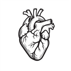 human heart anatomy sketch illustration