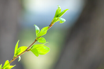 Branch with fresh green leaves close-up