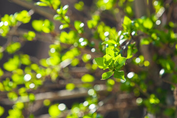 Fresh green leaves against blurred branches