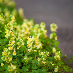 Fragment of a thicket of yellow flowers