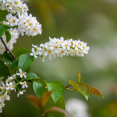 Bird cherry flowers on branches close-up