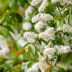 Bird cherry flowers on branches close-up