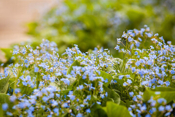 Thickets of small blue flowers close-up
