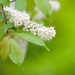 Bird cherry flowers close-up on a green background 