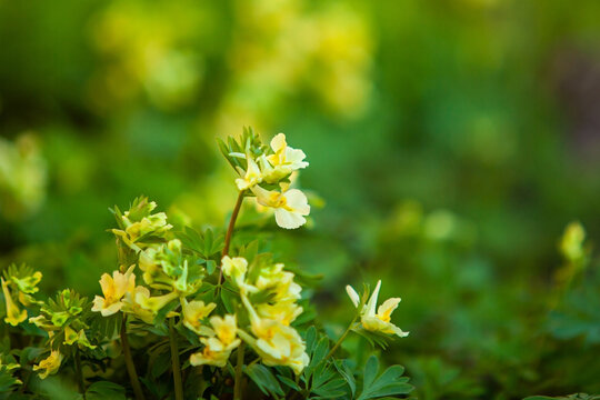 Yellow flowers in a flowerbed close-up